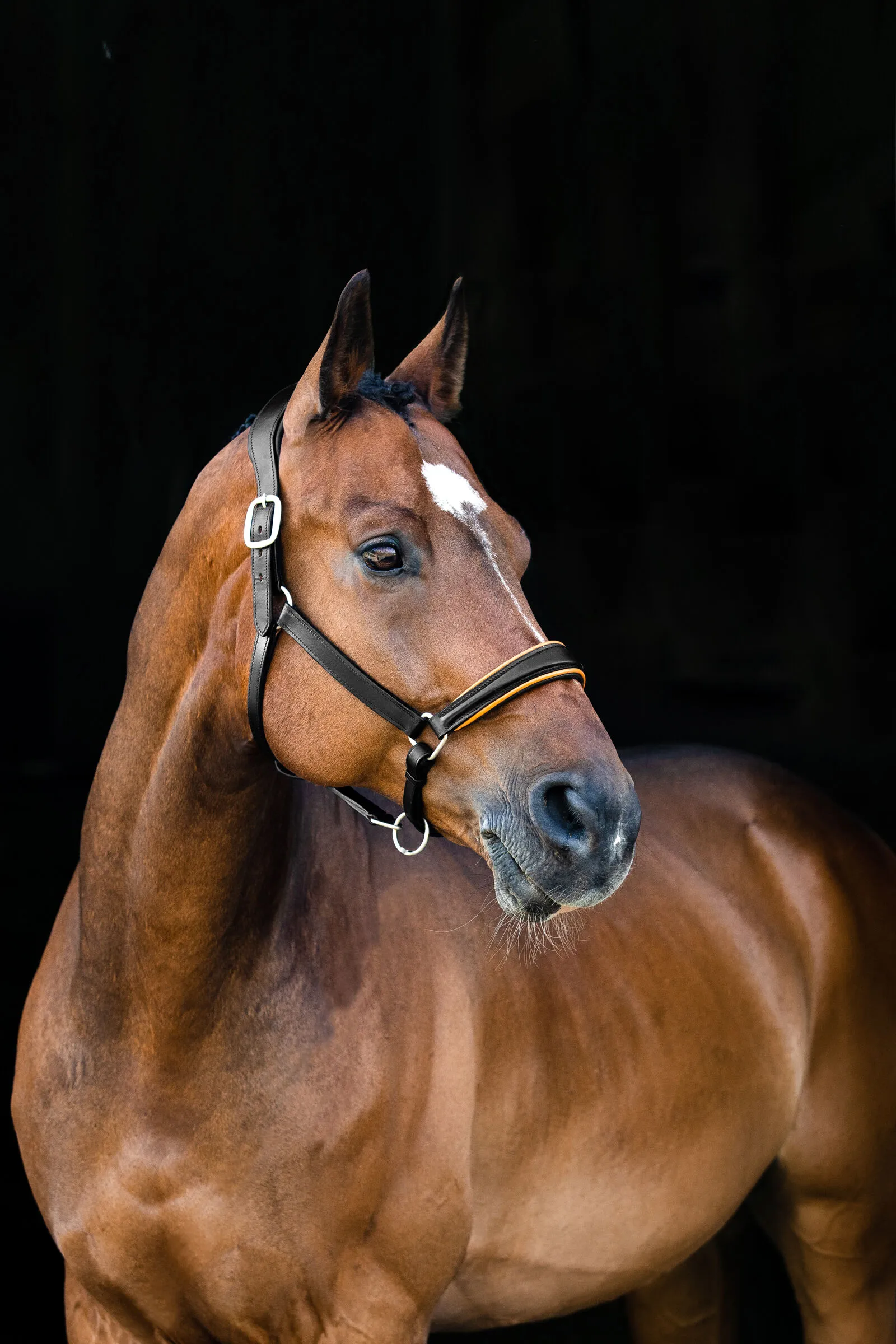 Horze Louis Capezza in pelle