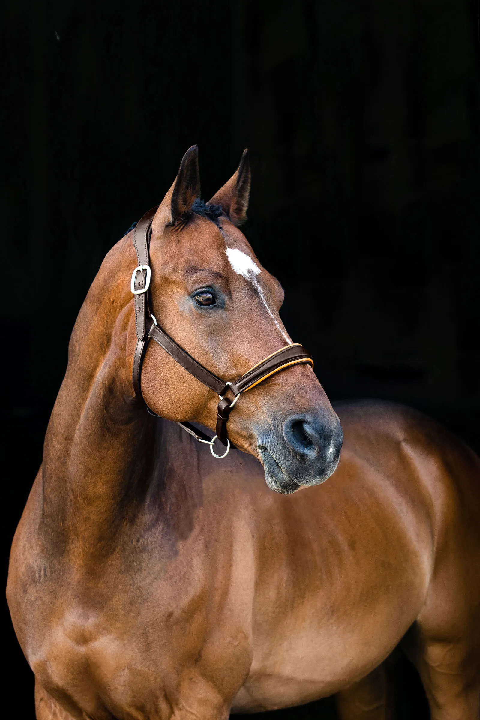Horze Louis Capezza in pelle